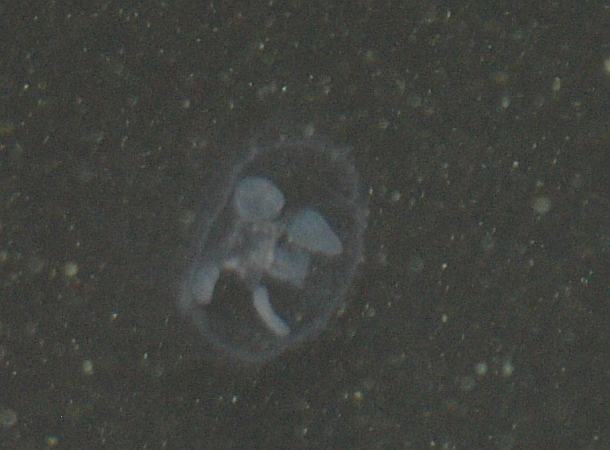 The case of the mysterious freshwater jellyfish